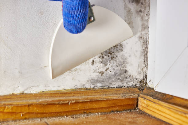 Best Mold-Related Health Consultation  in Hauppauge, NY